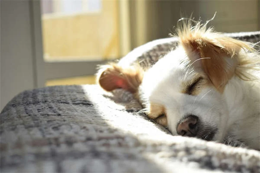 マダニが潜む場所7選｜愛犬愛猫を守るチェックポイントと予防策
