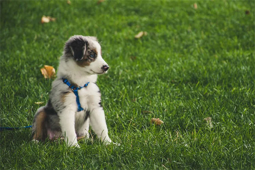 犬に「吠えろ」を教える方法：3ステップでできる芸と無駄吠え対策