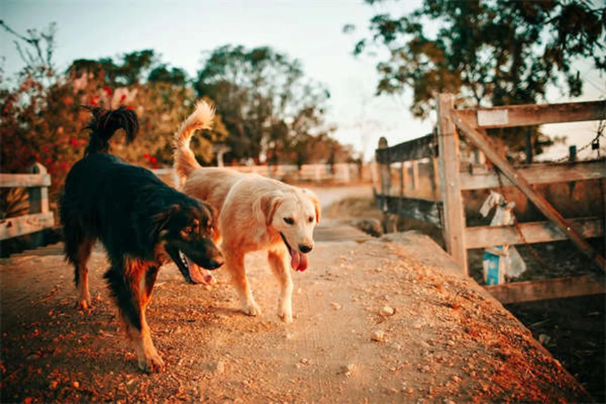 犬がボール投げをしない理由と解決法｜愛犬を「フェッチ好き」にする3ステップ