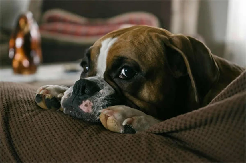 犬や猫を飼う前に知っておくべき10のチェックリスト