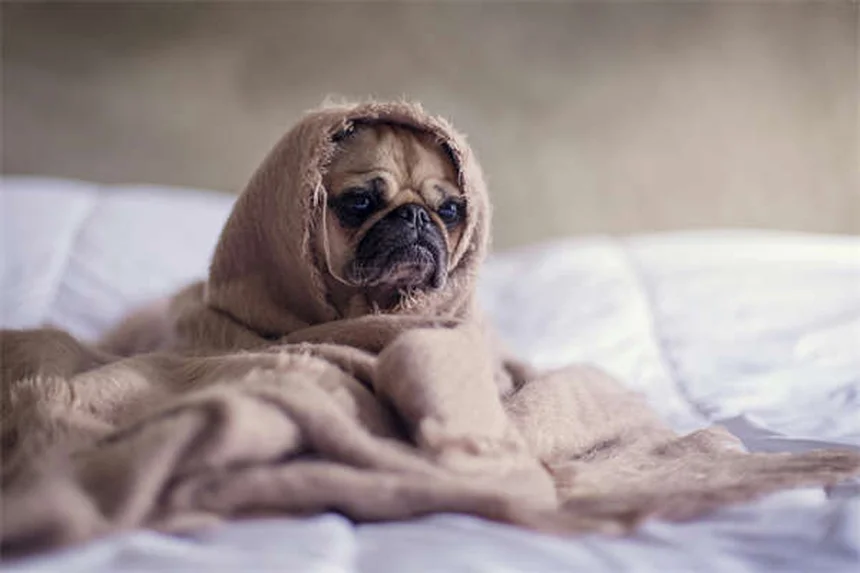 犬の寝相で分かる性格と健康状態6選！愛犬の気持ちがわかる