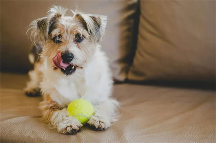 ポワッサンウイルスは犬や猫に感染する？ペットへの実際のリスクと正しいマダニ対策