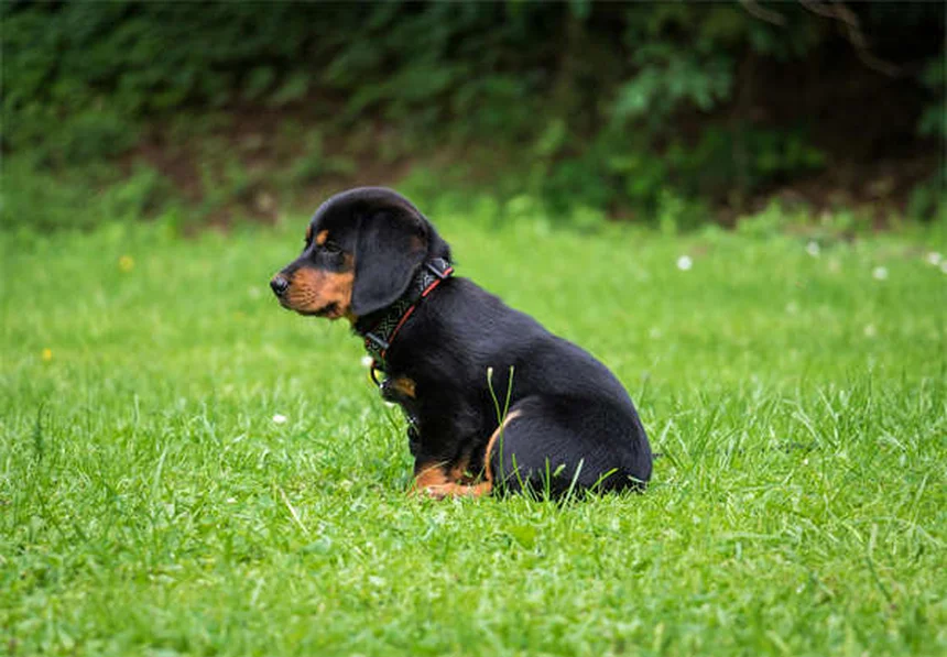 犬の問題行動は自分で直せる？専門家の選び方と見極めポイント5つ
