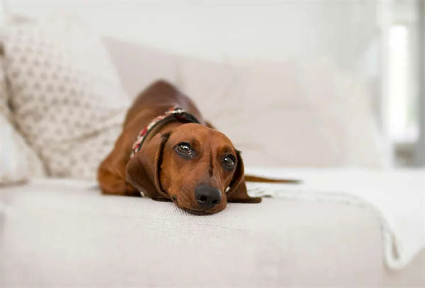 聴こえない犬のしつけ｜効果的なトレーニング方法5選と成功のコツ