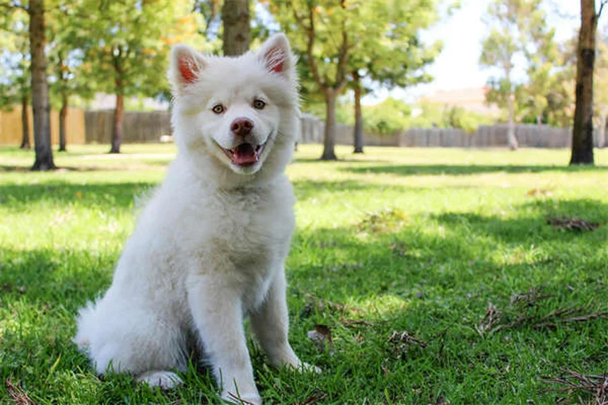 聴こえない犬のしつけ｜効果的なトレーニング方法5選と成功のコツ