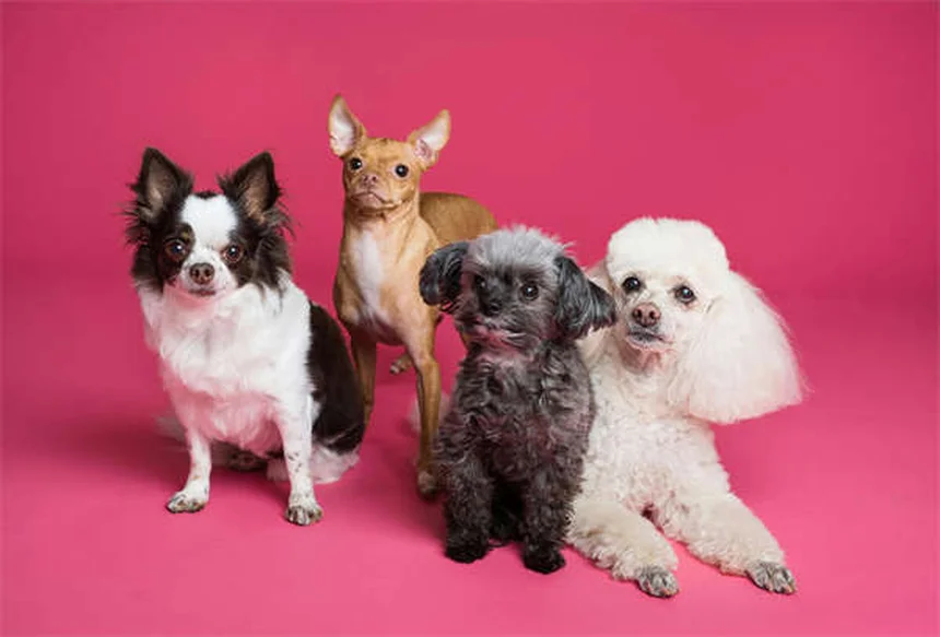 犬のサルモネラ症とは？症状・治療法から予防まで徹底解説