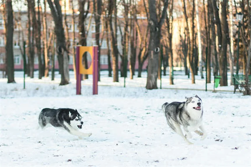 馬の疝痛、見逃してない？5つのチェックリストで徹底対策