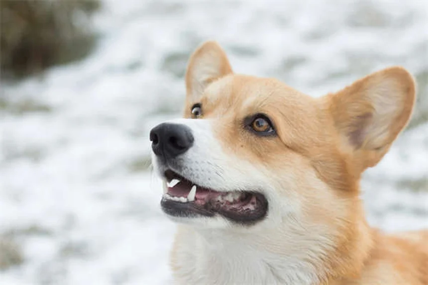 馬の疝痛、見逃してない？5つのチェックリストで徹底対策
