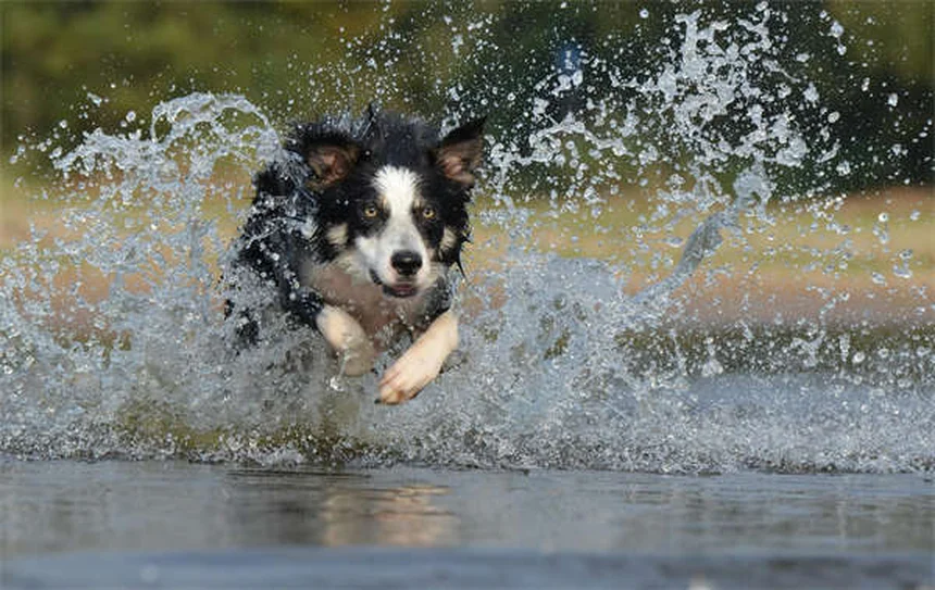 犬の肺挫傷の症状と治療法を徹底解説！知っておきたい原因と回復期間を実体験から紹介