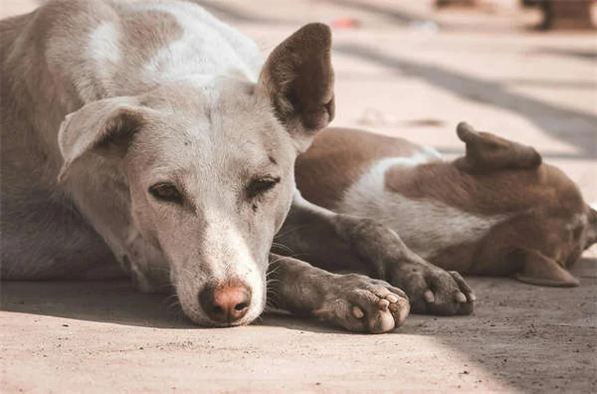 獣医師だけが知る、トレサダームで犬の耳を治療する3つのポイント