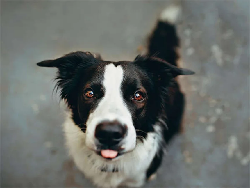 犬の乾燥肌の原因はまさかこれ！見逃しがちな症状と治し方