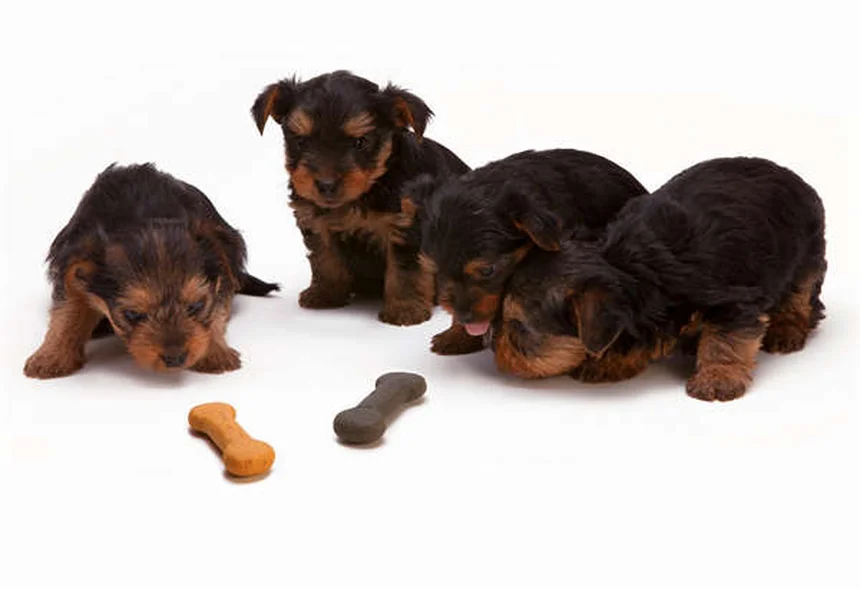 犬の乾燥肌の原因はまさかこれ！見逃しがちな症状と治し方