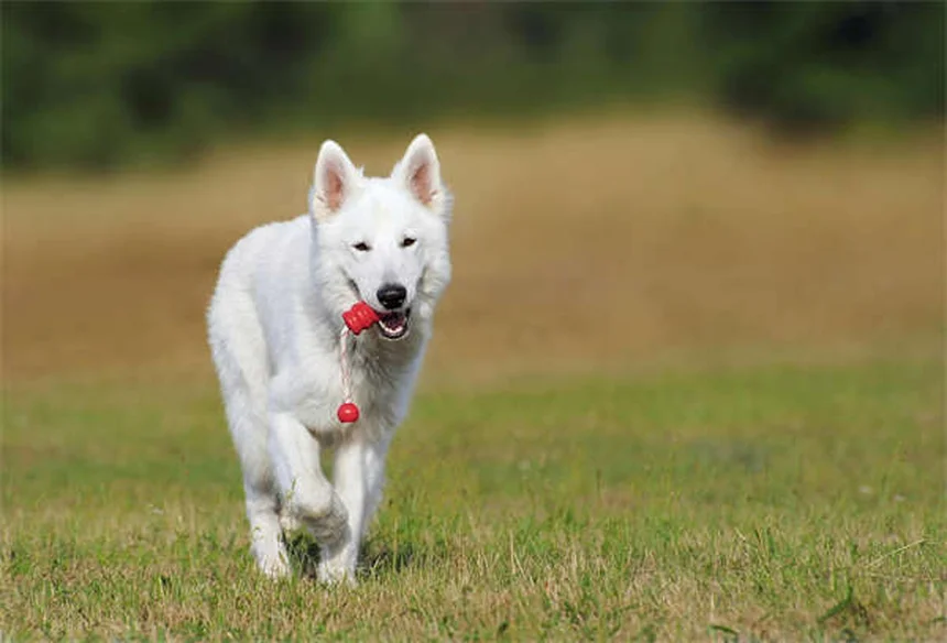 犬のしこり、早期発見と危険サインを獣医師が解説