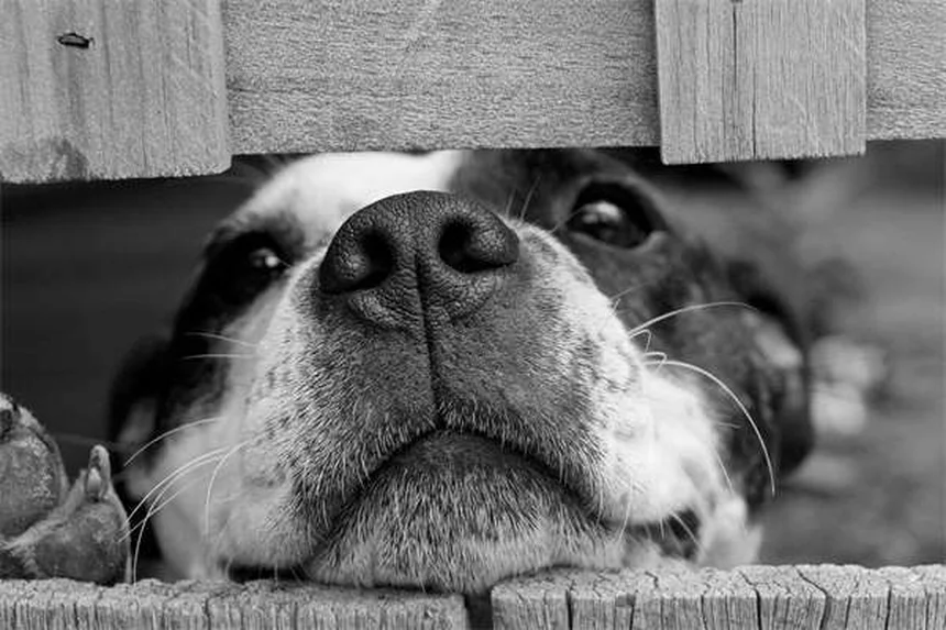 犬のしこり、早期発見と危険サインを獣医師が解説