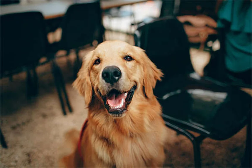 子犬を迎える準備リスト！失敗しないための必須アイテム12選