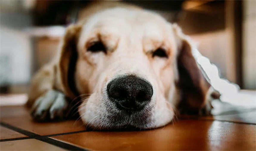 ペットから学ぶ恋愛テク：愛犬・愛猫が教えるパートナーシップ成功の秘訣