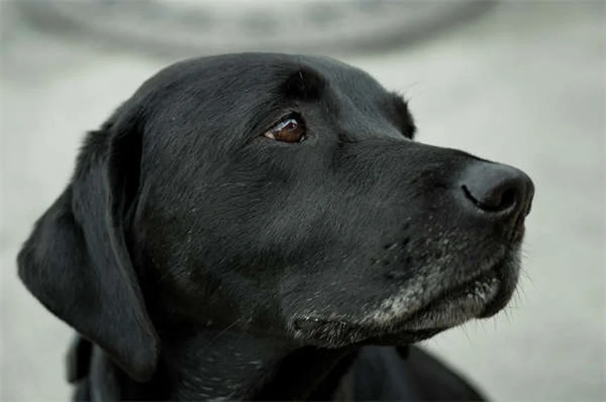 ペットから学ぶ恋愛テク：愛犬・愛猫が教えるパートナーシップ成功の秘訣