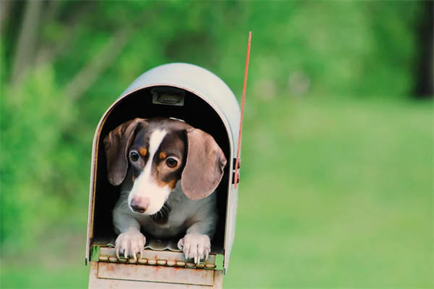 犬の寝相でわかる！愛犬の心理と健康状態をチェックする方法