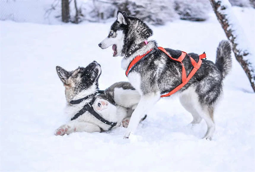 犬に日焼け止めは必要？絶対塗るべき理由と安全な選び方5つのポイント