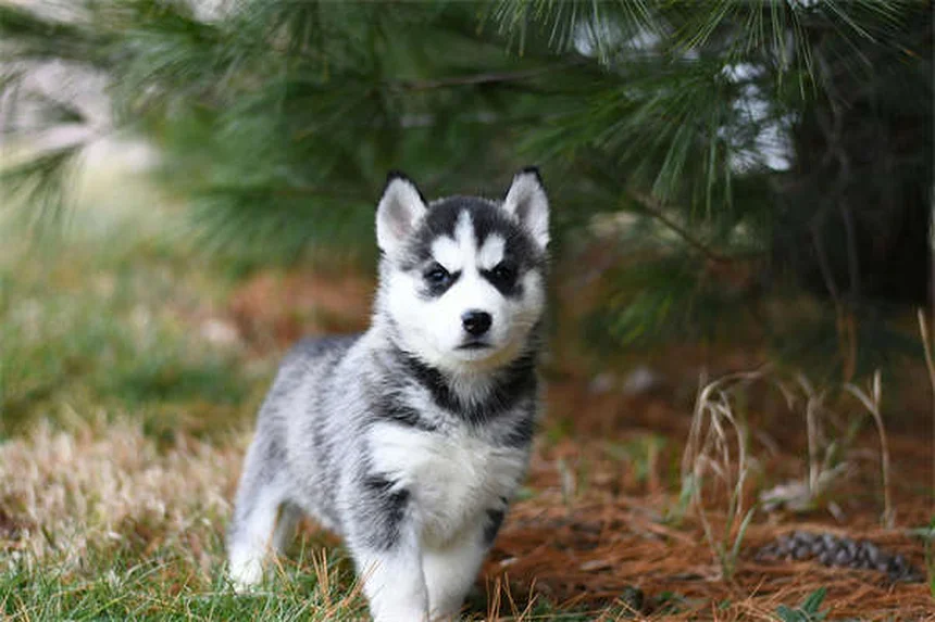犬が声を失う原因とは？吠えすぎから病気まで7つの理由を獣医師が解説