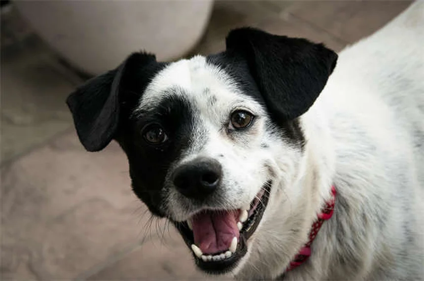 犬のL-カルニチンとは？効果・副作用・正しい与え方を獣医師が解説