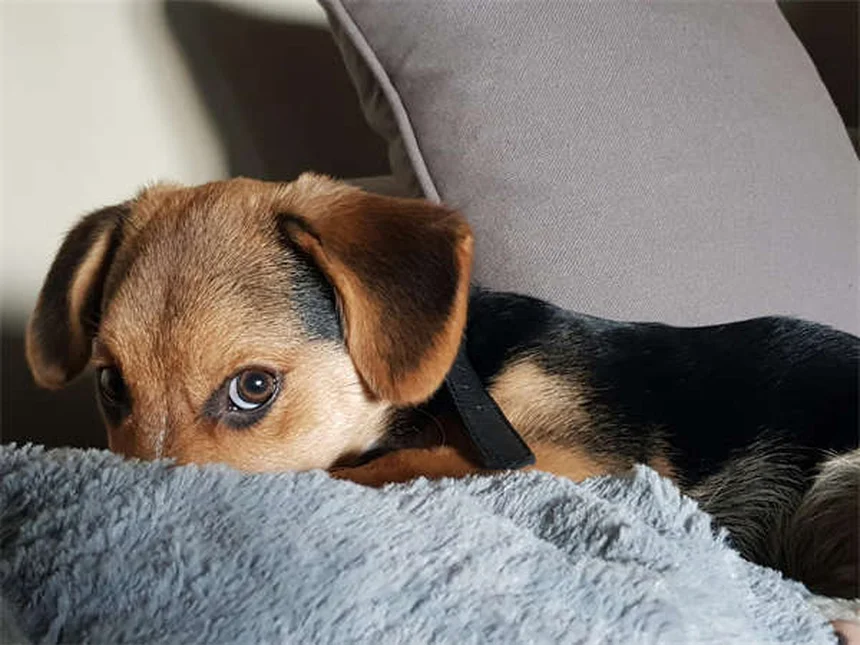 犬の腹腔内出血（ヘモアブドメン）とは？症状から治療まで完全解説